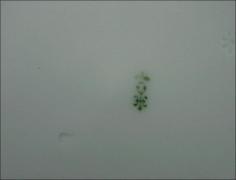 ZESTAW ŚNIADANIOWY SZCZAWIENKO - zdjęcie 5