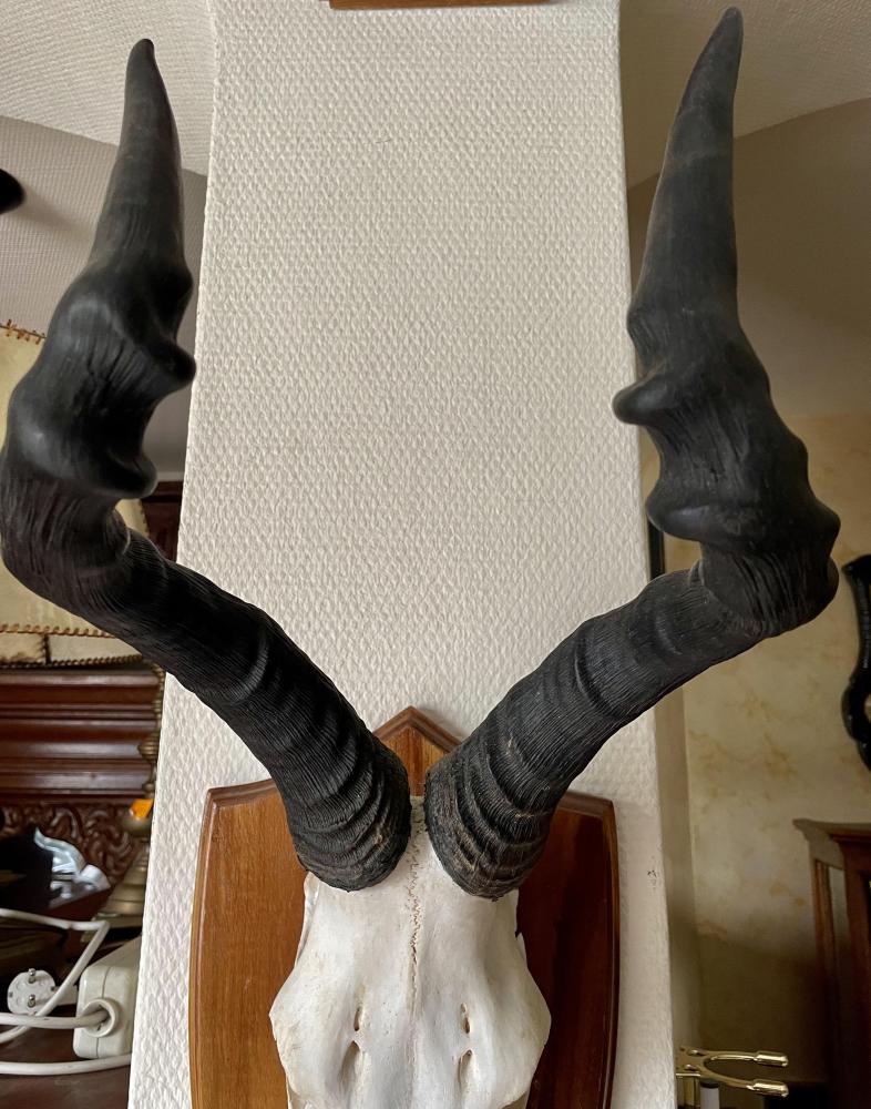 POROŻE ANTYLOPY HARTEBEEST - 3